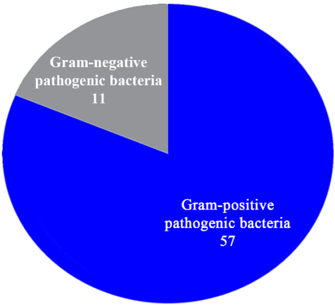 Figure 3. Comparison of percentages of amniotic fluid samples with inhibition zone in pathogenic bacteria