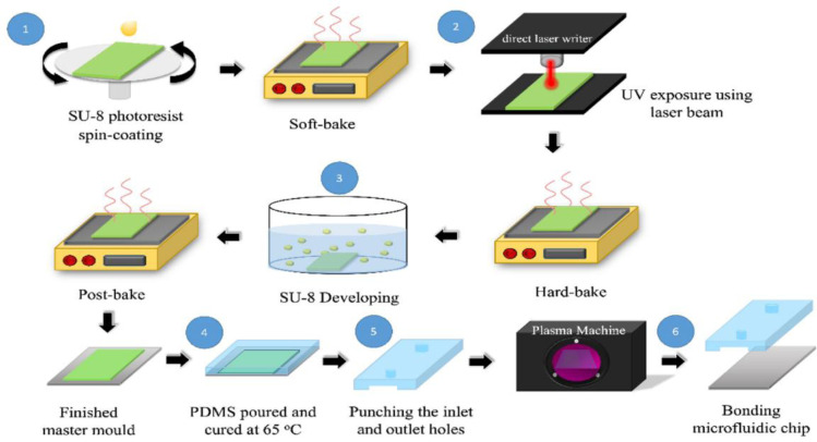 Figure 2. Fabrication process of sperm-sorting microfluidic chips using photolithography for our designed master mold (steps 1–3) and soft lithography for a PDMS-based microfluidic chip (steps 4–6). PDMS, polydimethylsiloxane