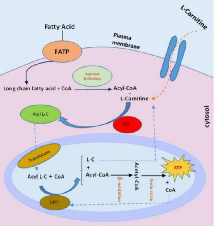 Figure 1. The role of L-carnitine in sperm metabolism (CPT1: carnitine palmitoyltransferase 1, CPT2: carnitine palmitoyltransferase 2)