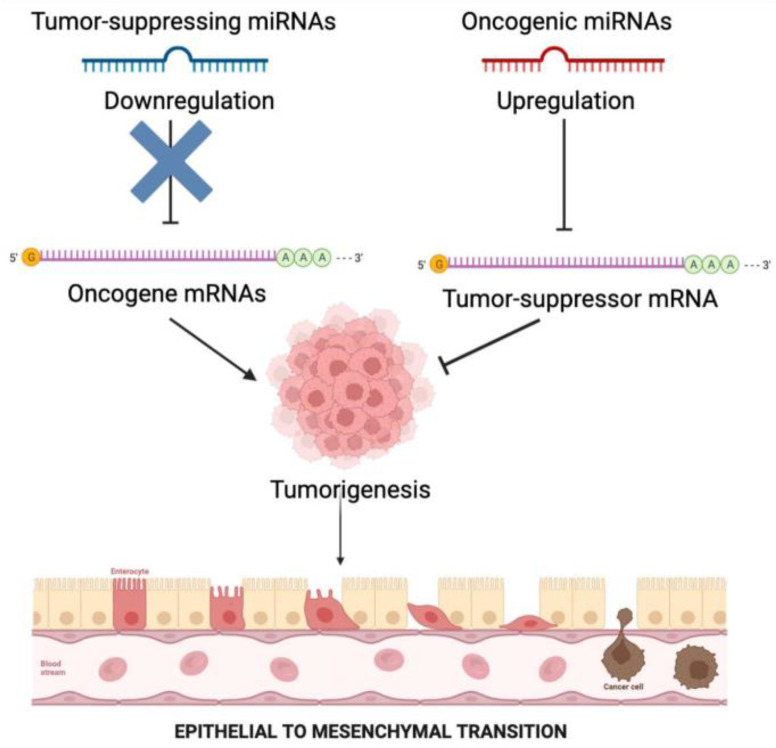 Figure 2. MicroRNAs act as oncogenes or tumor suppressors in cancer. Overexpression of microRNAs may block tumor suppressors or associated genes involved in cell differentiation, leading to tumor growth, angiogenesis, and invasion (oncogenes). MicroR