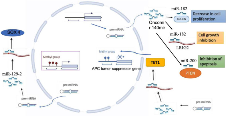 Figure 3. A diagram of the epigenetic processes that are known to be involved in microRNAs formation: DNA methylation and RNA-associated silencing are outlined for the microRNAs implicated in epigenetic regulation in EC