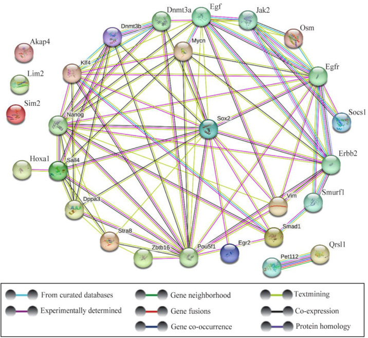 Figure 1. The protein-protein interaction network of Sox2 with other genes in the mouse using STRING database. The online database shows the network and connections of Sox2 during spermatogenesis