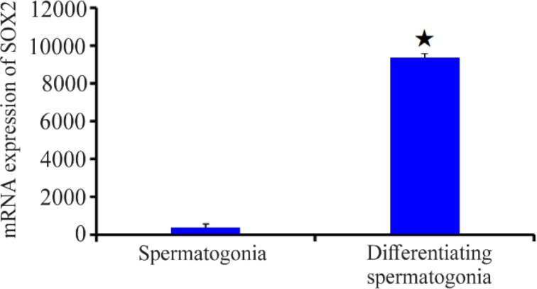 Figure 5. The mRNA expression of Sox2 in differentiated and undifferentiated spermatogonia. The Sox2 expression is significant (p<0.05) under in vitro conditions
