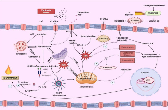 Figure 1 Potential association between PM exposure and vitamin D deficiency and possible negative impact on pregnancy outcomes. Description: Exposure to air pollution, particularly PM2.5, can activate the NLRP3 inflammasome through changes in intrace