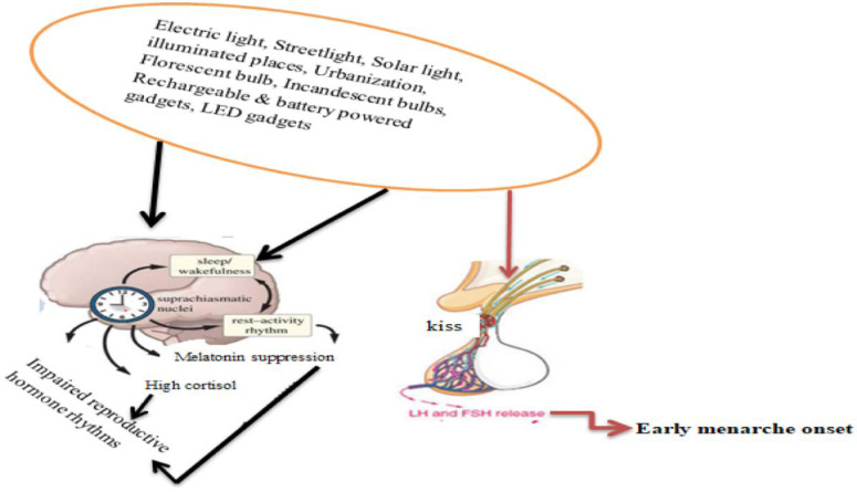 Figure 2. Reproductive implication of artificial light. Thick dark lines indicate how artificial light may impair reproductive hormone rhythms. Thick brown lines show how artificial light may hasten menarche onset