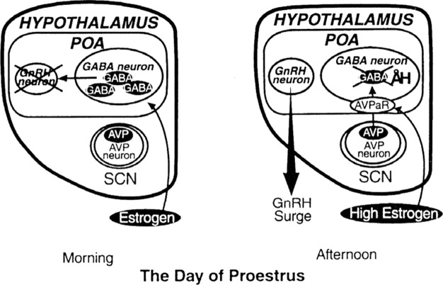 Figure 4 A schematic illustration of how GABA neurons are involved in the regulation of LH surge. An inhibitory GABA tone induced by estrogen is disrupted by the circadian clock information carried by AVP neurons. This results in the disinhibition of