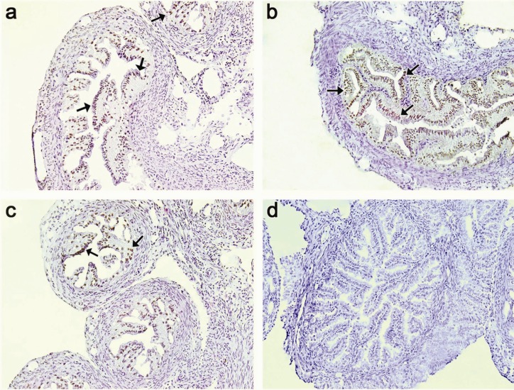 Figure 3 IDO immunostaining of fallopian tubes at different stages of murine pregnancy. IDO-positive cells were immunolocalized in fallopian tubes of syngeneic pregnant (Balb/c× Balb/c) mice at early (a), mid (b) and late (c) gestational periods. Fig