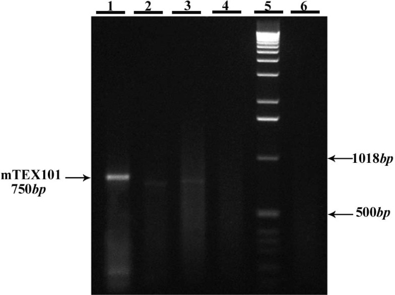 Figure 1 PCR optimization on mouse testis cDNA by MgCl2 gradients. 1-4: MgCl2 concentrations from 1 to 4 mM, respectively, 5: 1Kb DNA ladder, 6: negative control (no DNA).