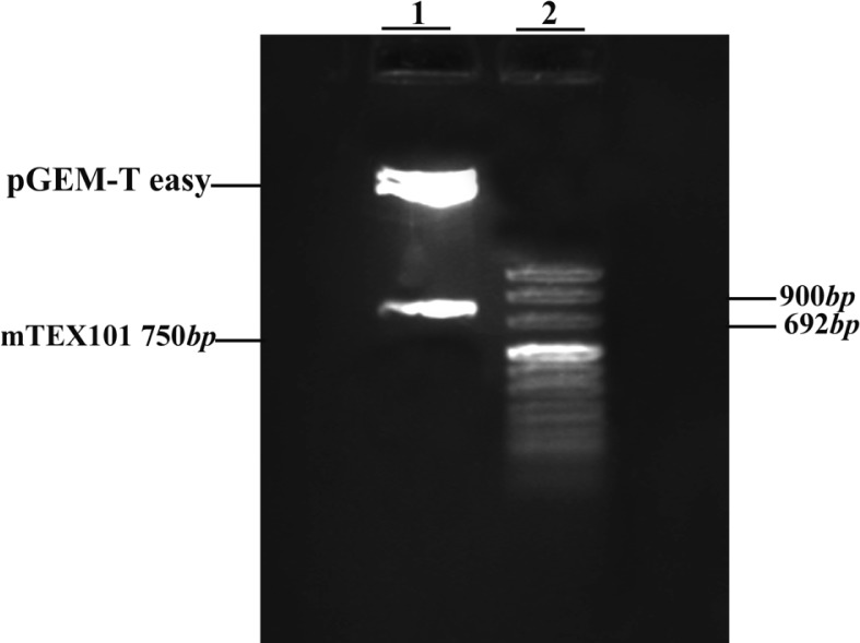 Figure 3 Double digestion of pGEM-T easy vector containing mTEX101 fragment with EcoRI and NotI restriction enzymes. 1: digested vector with mTEX101 750bp insert cut out of the vector, 2: DNA ladder VIII.