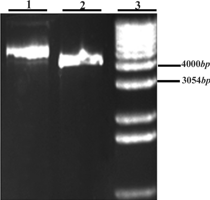 Figure 4 Double digestion of pET-28a (+) expression vector with restriction enzymes. 1: digested pET-28a (+) with EcoRI and NotI, 2: uncut pET-28a (+), 3: 1Kb DNA ladder.