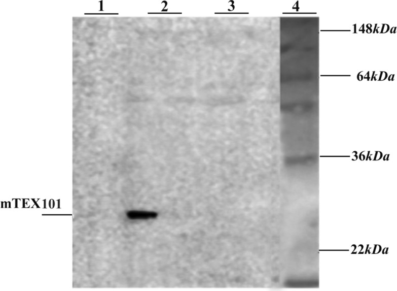 Figure 6 Western blot analysis of production of the recombinant mTEX101 in BL21 (DE3) bacteria. 1: BL21 (DE3) containing mTEX101 gene after induction, 2: BL21 (DE3) containing mTEX101 gene before induction, 3: Untransfected BL21 (DE3), 4: Protein mar
