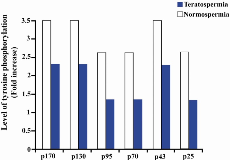 Figure 2 Quantitation of changes in protein phosphorylation following sperm capacitation in normospermic and teratospermic samples. Changes in the level of phosphorylation were expressed as a fold increase over the controls (the uncapacitated samples