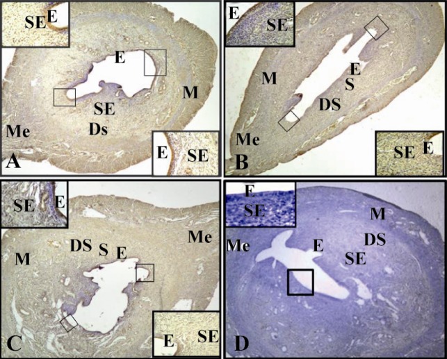 Figure 1 Immunohistochemistry of RHAMM in endometrium of Estrous groups: Expressions are strong in the epithetlial cells (E) of antimesometrial region, as well as sub-epithelial cells (SE) and deep stromal cells (DS) in the proestrus group (1a). Mode