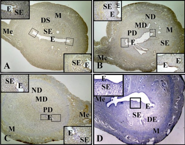 Figure 2 Immunohistochemistry of RHAMM in endometrium of implantation groups: RHAMM expression of epithelial cells (E) are strong in mesometrium on D4 (2a) and D6 (2c) compared with antimesometrium. There are no differences in RHAMM expression in the