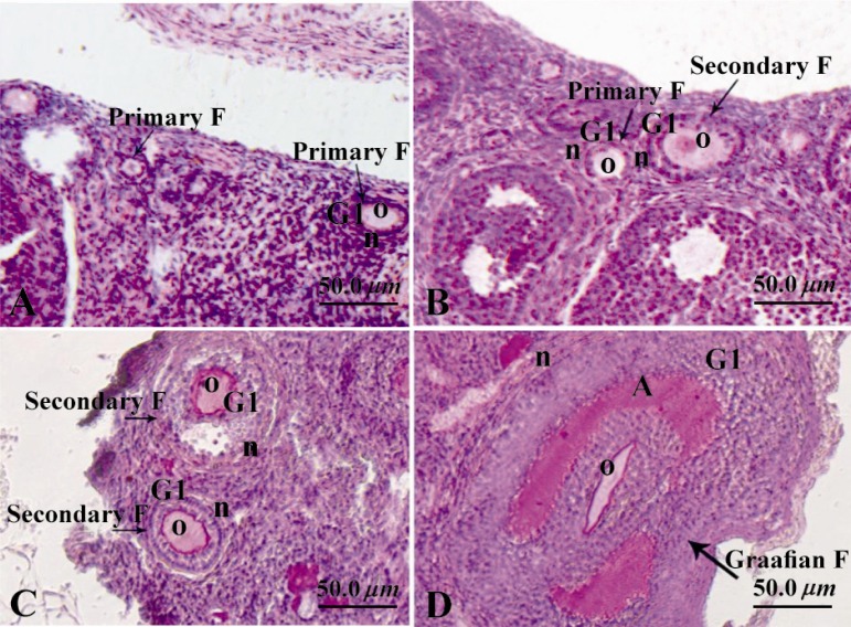Figure 1 Photomicrographs of mouse ovary; A: Primordial and primary follicles; B: A primary and secondary follicle; C: Two secondary follicles; D: A Graafian follicle with a large antral cavity; O: Oocyte; Gl: Granulosa layer; Tl: Techa layer and A: