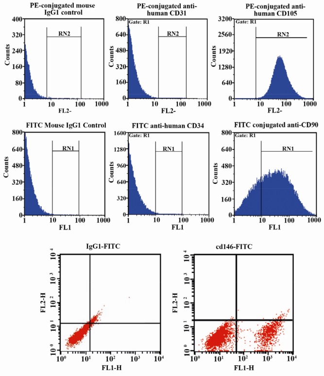 Figure 2 Flow cytometric analysis of isolated EnSCs for mesenchymal stem cell markers (CD90, CD105 and CD146), hematopoietic marker (CD34), endothelial marker (CD31). As shown in figure 2 the isolated cells are positive for CD90, CD105 and CD146 and