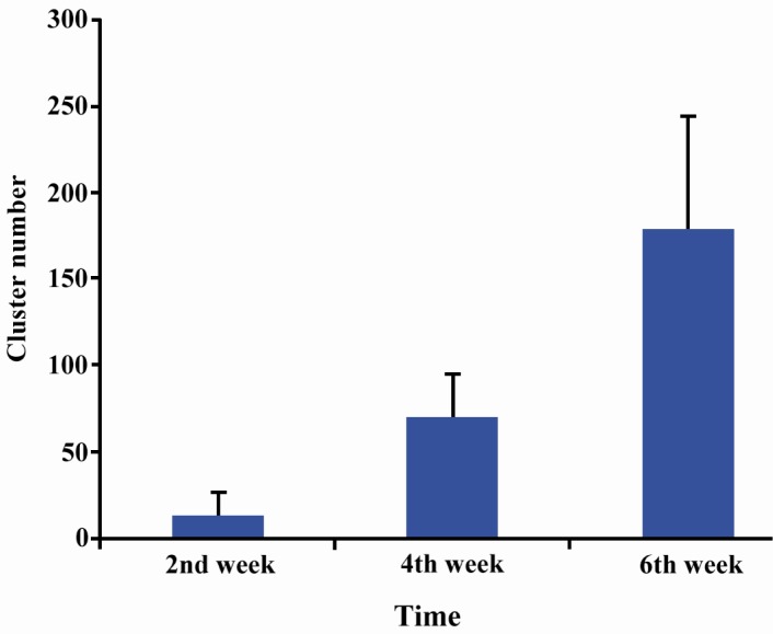 Figure 3 Number of spermatogonial cluster proliferation during culture on laminin-coated plates, p < 0.001
