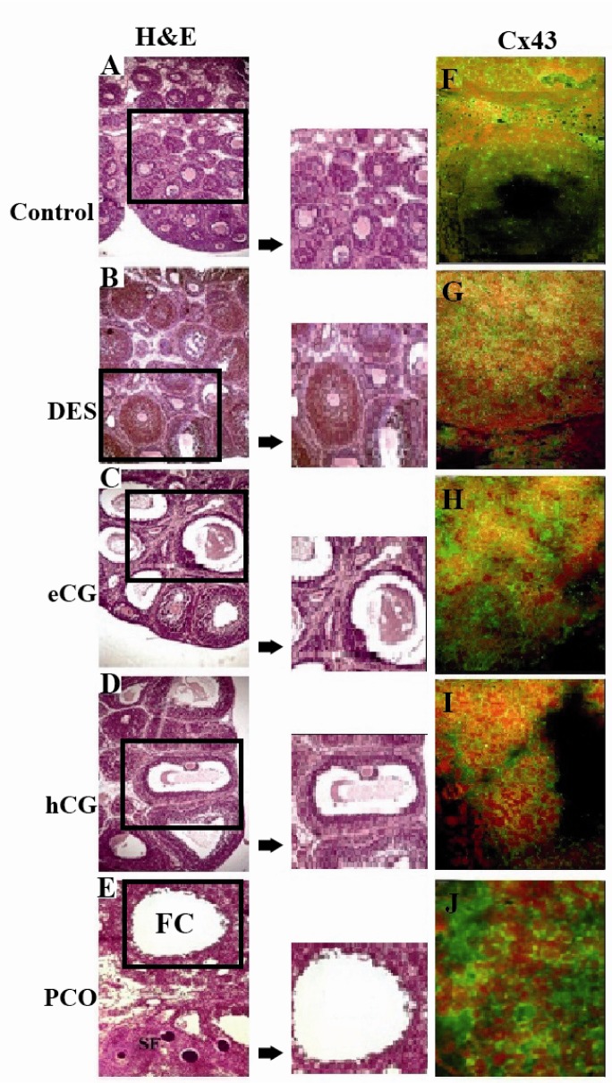 Figure 1 Hematoxylin and Eosin stains and Cx43 immunolocalization for rat ovarian sections of control (A & F), DES (B & G), eCG (C & H), hCG (D & I) and androstenedione (PCO; E & J) treated rats where section in the squares are ma