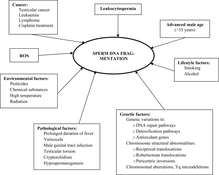 Figure 1 Major causative factors of sperm DNA fragmentation