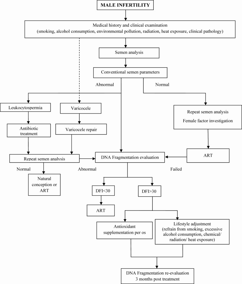 Figure 2 Algorithm presenting the diagnostic-therapeutic evaluation of male infertility related to sperm DNA fragmentation