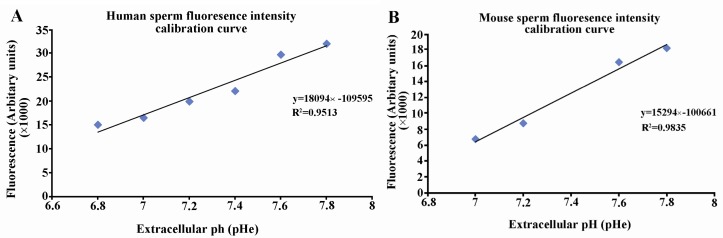 Figure 1 Calibration curve of human (panel A) and mouse (panel B) sperm fluorescence intensity at various extracellular pH. BCECF-loaded sperm were treated with 0.1% Triton-X 100 at various extracellular pH (pHe) and the fluorescence intensity was me