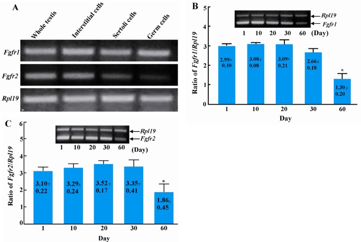 Figure 1 RT-PCR results show that Fgfr1 and Fgfr2 mRNAs are readily detectable in the whole testis as well as in purified interstitial, Sertoli and germ cells in adult mice. A: Semiquantitative RT-PCR analyses of the expression of Fgfr1 and Fgfr2 dur
