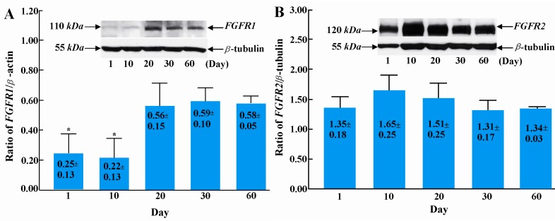 Figure 2 Western blot analyses of FGFR1 and FGFR2 during postnatal testicular development. The protein levels of FGFR1; A: are low at the neonatal and premature period, then increase from the peripubertal stage to adulthood. FGFR2; B: remains unchang
