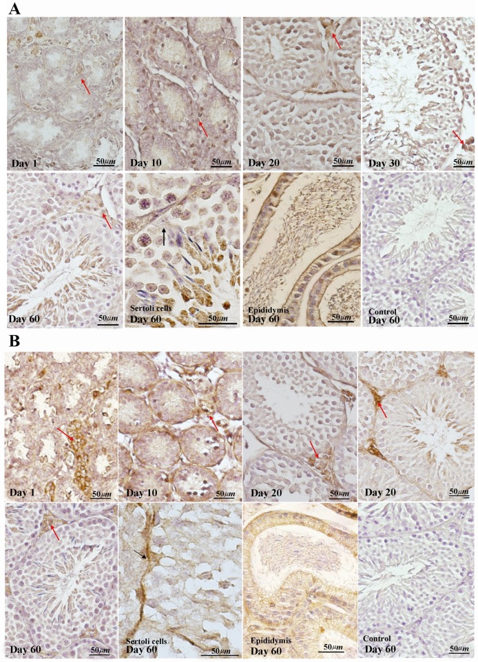 Figure 3 Immunohistochemical staining of FGFR1; A: and FGFR2 B: during postnatal testicular development. Prominent immunostaining of FGFR1 and FGFR2 are observed in interstitial (red arrows) and peritubular cells with no significant changes among all