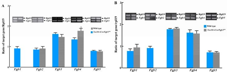 Figure 5 Complete lack of Fgfr1; A: or Fgfr2; B: expression in isolated testicular germ cells of Tex101-iCre;Fgfr1flox/flox; A) and Tex101-iCre;Fgfr2flox/flox; B) adult mice. Semiquantitative RT-PCR shows that deletion of Fgfr1 or Fgfr2 gene did not