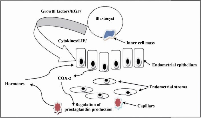 Figure 3 Schematic diagram of implantation process