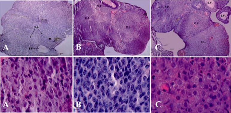 Figure 1 The photograph of ovarian sections (upper row) and granulosa cells in corpus luteum (lower row) of ovary in treated groups. A: Control; B: LDE; C: HDE. H&E staining, upper row scale bars = 60 µm, and lower row scale bars = 10 µm. CL: Cor