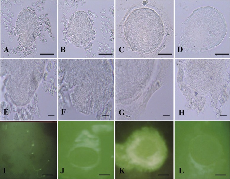 Figure 3 The intensity reactions of rat oocytes fed Anethum graveolens seed extracts that stained with different lectins. Oocyte after staining with UEA is shown in A: Sham group; B: Control group; C: Low dose of seed aqueous extract (LDE) treated gr