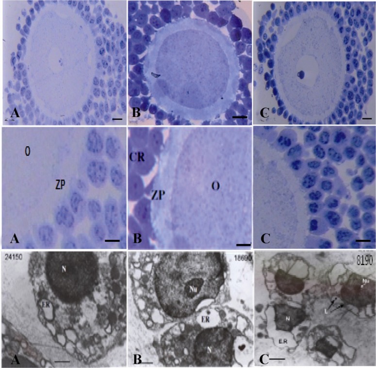 Figure 4 Light microscopic photograph of semi-thin sections of oocytes and the corona radata follicular cells in A: Control group; B: Low dose of seed aqueous extract (LDE) treated group; C: High dose of seed aqueous extract (HDE) treated group is sh