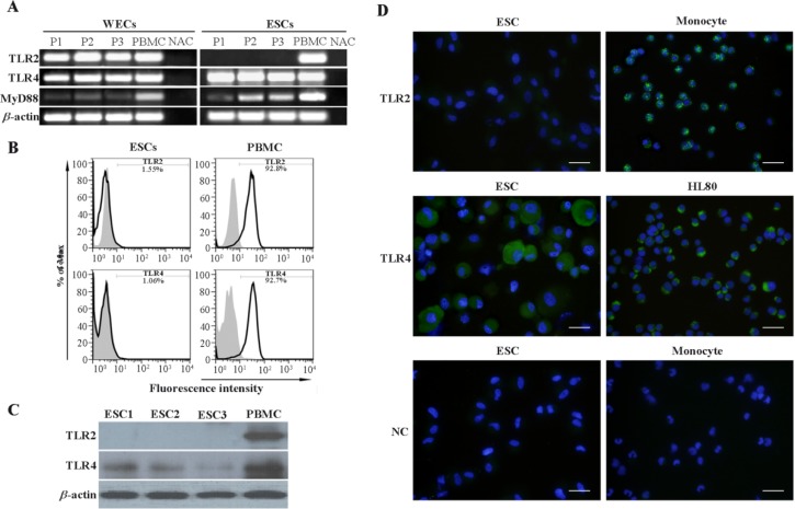 Figure 2 Assessment of TLR2, TLR4 and MyD88 expression by ESCs and WECs. A: Assessment of TLR2, TLR4 and MyD88 transcripts expression by ESCs and WECs using RT-PCR. B: Flow cytometric analysis of TLR2 and TLR4 expression by ESCs. C: Western blot anal