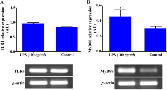 Figure 4 Effect of LPS on TLR4 and MyD88 gene expression in WECs. WECs were stimulated with LPS (100 ng/ml) for 8 hr and expression of TLR4; A: and MyD88; B: genes was then assayed by RT-PCR. Representative TLR4 and MyD88 PCR bands are shown at the b