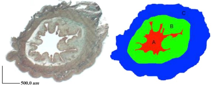 Figure 2. Lumen area, A: endometrial area; B: and total area (A+B+C) of the uterine (Masson's trichrome) sections were measured using Dinocapture 2.0 software