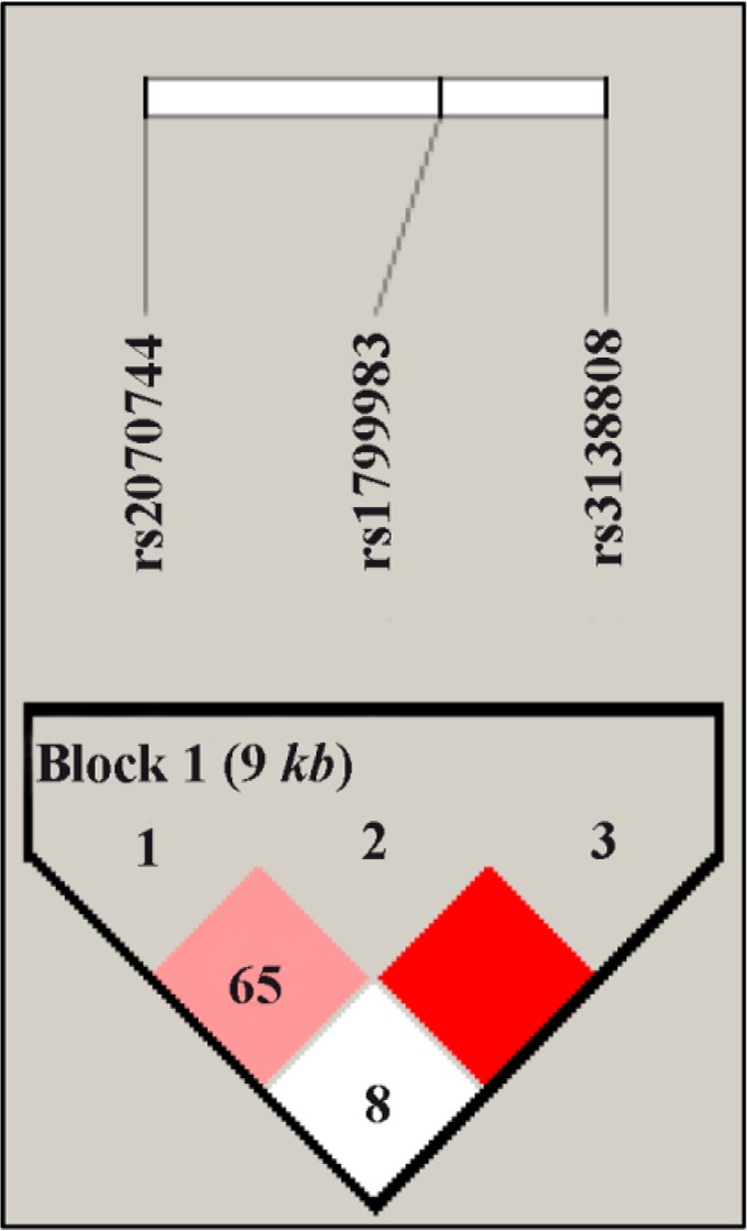 Figure 1. Linkage disequilibrium (LD) plot of the studied eNOS gene polymorphisms and the observed D’ values (within the diagonal boxes) among the south Indian Tamilian population. Each square shows the pairwise LD relationship between two SNPs and t