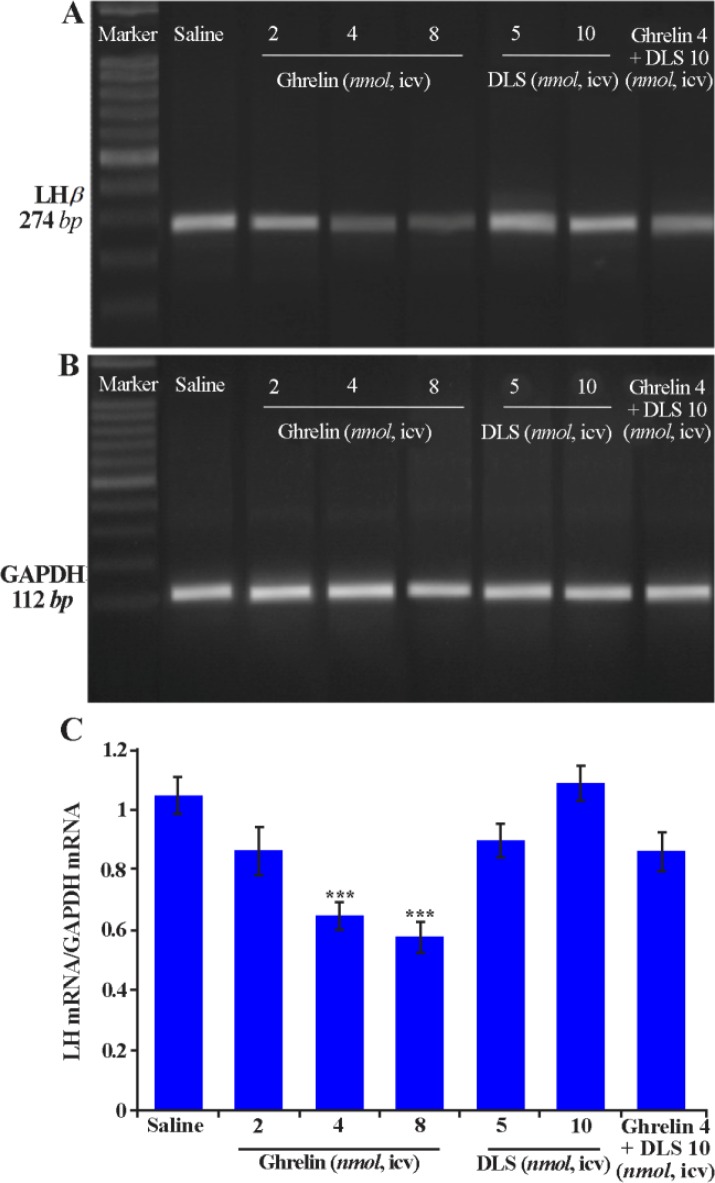 Figure 4. Effects of ghrelin, [D-Lys3]-GHRP-6 (DLS) or co-administration of ghrelin and DLS on amplification products of PCR; LHβ subunit; A: GAPDH; B: Gene expression levels and the relative expression levels of LHβ to GAPDH; C: In male Wistar rats.