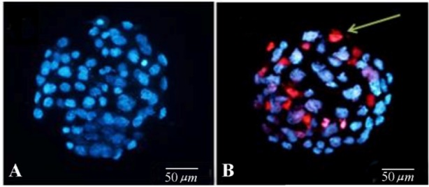Figure 2. Mouse blastocysts on day 5 of development. A) In control group, no necrotic cell was observed using excitation wavelength (350–461 nm) which confirmed that all the cells of the stained blastocyst were alive. B) Experimental blastocyst with