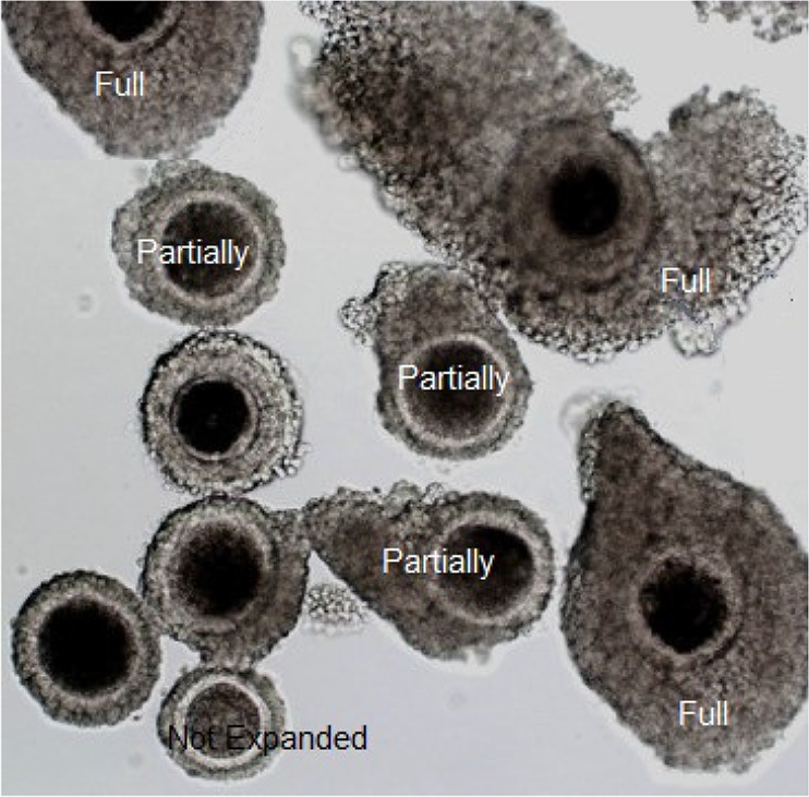 Figure 1. Cumulus cell expansion decreases following IUVM in presence of ammonium chloride