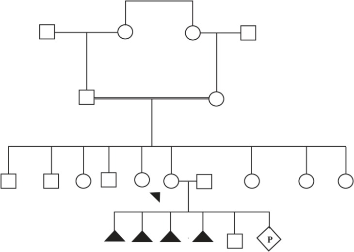 Figure 1. The family pedigree