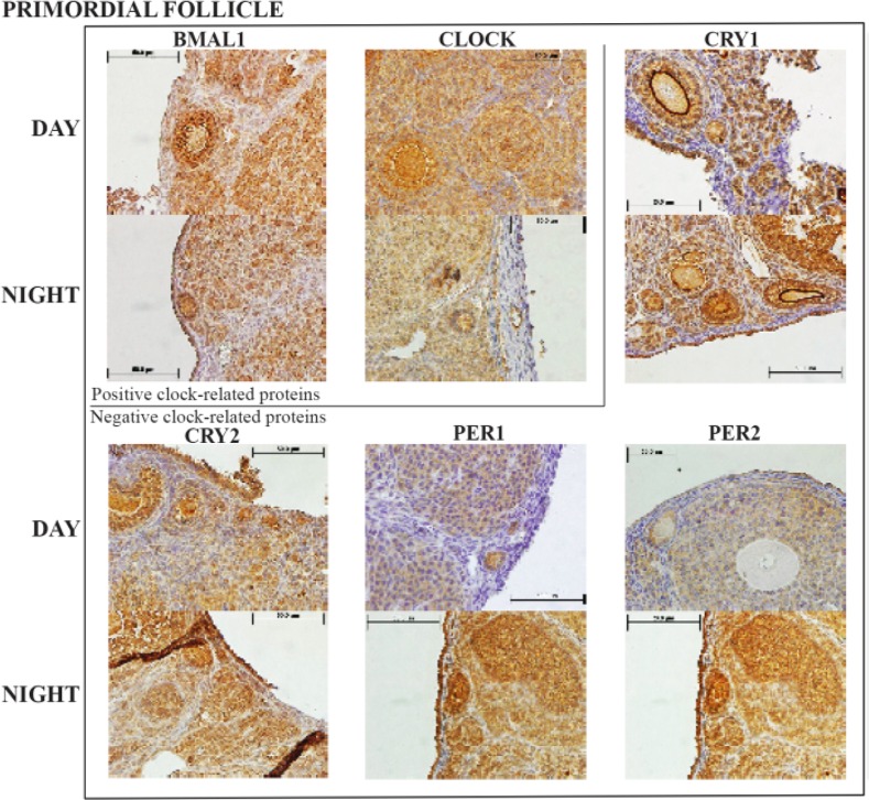 Figure 2. Representative primordial follicle histology sections with the six clock proteins expression indicated by brown staining. Box encloses BAML1 and CLOCK (positive arm) proteins