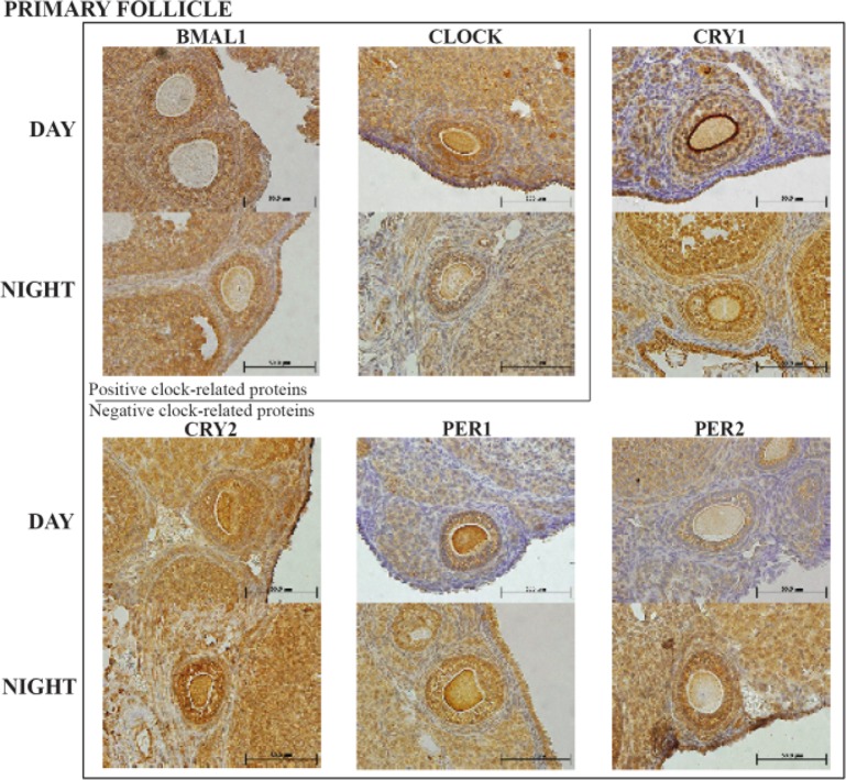 Figure 3. Representative primary follicle histology sections with the six clock proteins expression indicated by brown staining. Box encloses the BAML1 and CLOCK (positive arm) proteins