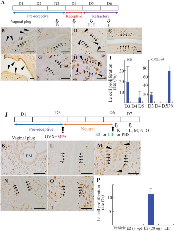 Figure 1. Cell proliferation in the luminal epithelium (LE). (A) The scheme of normal pregnancy. Normal pregnancy on day 3 (D3, B), D4 (C), and D5 (D) in ICR mice, and D5 (E) and D6 (F) in C57BL/6 mice. Pseudopregnant uteri on day 5 (pD5, G) and pD6