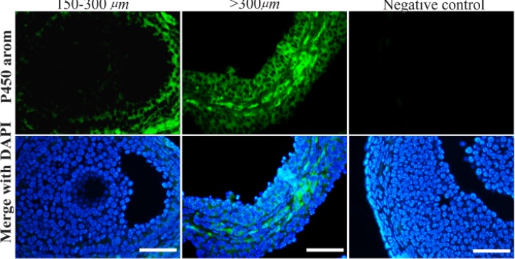 Figure 2. Immunohistochemical localization of aromatase cytochrome P450. No or weak aromatase protein was noticed in early-small antral follicles (150–300 μm; on the left), as a positive staining was evident in large antral follicles (>300 μm; in