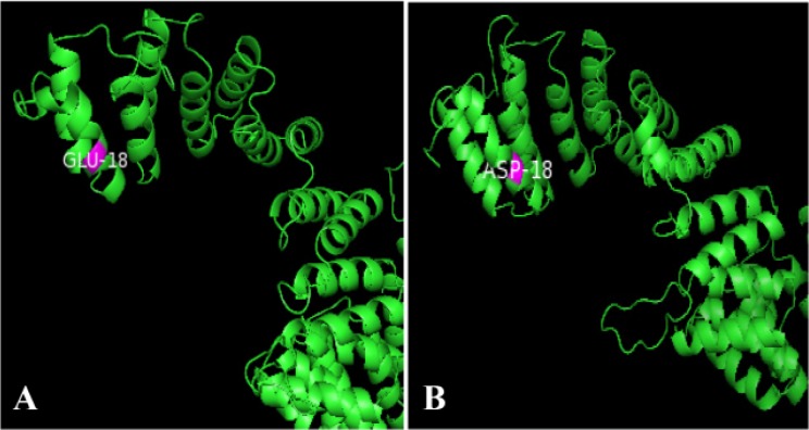 Figure 1. A: Wild-type model showing glutamic acid at position 18 (GLU18) of UTY protein constructed using SPARKS-X and visualized by PyMol. B: Mutant model showing aspartic acid at position 18 (ASP18) of UTY protein constructed using SPARKS-X and vi