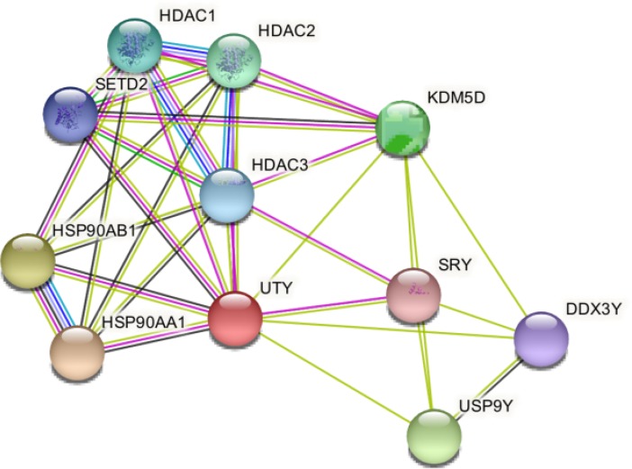 Figure 4. Protein–protein interaction network of UTY using STRING server