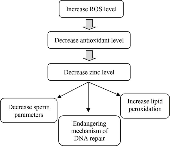 Figure 1. Effects of increasing ROS level in seminal plasma