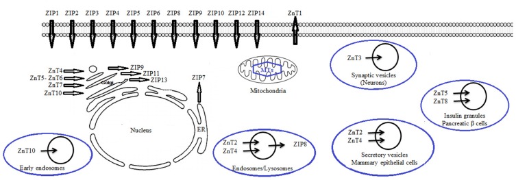 Figure 2. Scheme for zinc dissemination in cells: This scheme is a mixed one obtained from previous studies (21, 67, 74)