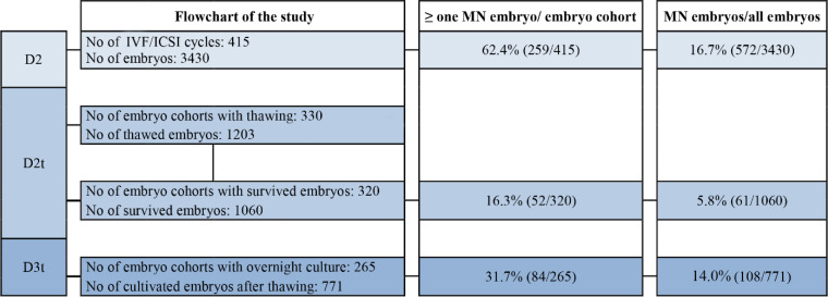 Figure 1. Number of IVF/ICSI cycles and de novo occurence of multinucleation in embryo cohorts and embryos at each time point of evaluation. Colored boxes indicate the analyzed data at the specific time points of evaluation; D2: day of embryo culture